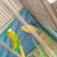 یک جفت مرغ عشق با 2جوجه