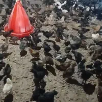جوجه گلپایگانی سالم