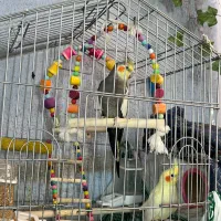 ۵ عدد عروس هلندی