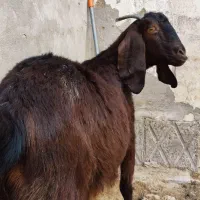 دوعددبزمری‌آبست‌ سه‌‌قلوزا‌‌مایه‌کرد