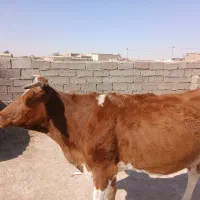 دهلران|حیوانات مزرعه|دهلران, |دیوار