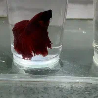 فایتر خاص پلاکت سامورایی و هافمون و..مخصوص تکثیر|ماهی|مشهد, کوی راد|دیوار