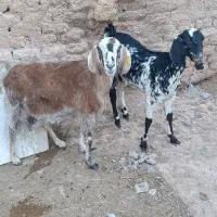 بز ابستن جمل زا|حیوانات مزرعه|رفسنجان, |دیوار