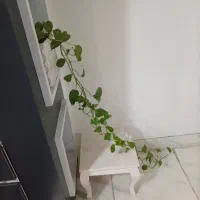 گل پتوس