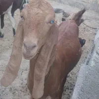 بز درجه یک قیمت پای مامعله ابسن|حیوانات مزرعه|بندر دیر, |دیوار