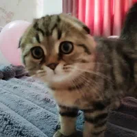 واگذاری بچه گربه 3 ماهه|گربه|بروجرد, |دیوار