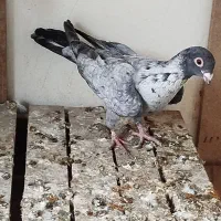 یک عدد موشی نر