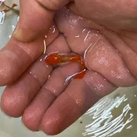 ماهی گوپی از ۶ هزار تا ۹ هزار|ماهی|تبریز, |دیوار