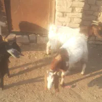 ۴عدد بزغاله فروش فوری|حیوانات مزرعه|سبزوار, قصبه غربی|دیوار