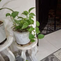 عروسک|اسباب‌‌بازی|نورآباد, |دیوار