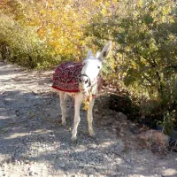 حیوان مزرعه|حیوانات مزرعه|دینور, |دیوار