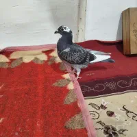 کبوتر گمشده در آبپخش