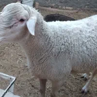 قوچ، لاکن اصل