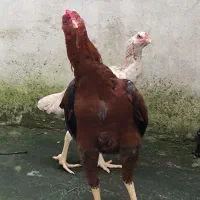 خروس لاری|حیوانات مزرعه|آستارا, |دیوار