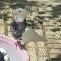 کبوتر طوقی|پرنده|ری, شهادت|دیوار