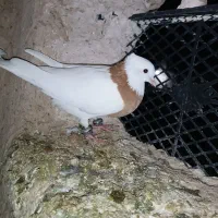 رنگی المانی