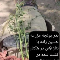 بذر یونجه بذر یونجه پایه بلند با تناژ بالا|عمده‌فروشی|قروه, |دیوار