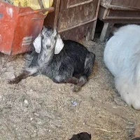 یک عدد بزغاله فروشی