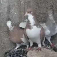 کبوتر رنگی طوقی ،شهری