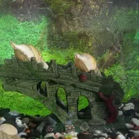 آکواریوم|ماهی|زابل, |دیوار