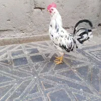 خروس