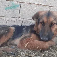 سگ ژرمن مایه  واگزاری