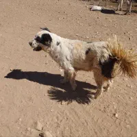 فروشی|سگ|چادگان, |دیوار