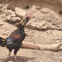 خروس لموسی
