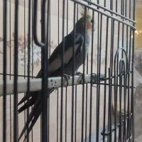 فروش جفت عروس هلندی|پرنده|میناب, |دیوار