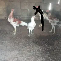 خروس محلی افغان