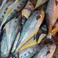 ماهی دریا حلوا صافی یا صارم کیلویی285|خوردنی و آشامیدنی|نهاوند, |دیوار