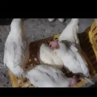 مرغ تخم گذار پرتخت سنگین