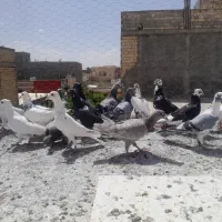 کفتر دورگ غریب