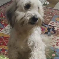 سگ شیتزو تریر نر ماده|سگ|کاشان, میدان کهنه|دیوار