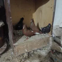 سرخ دم سفید و لوت|پرنده|امیدیه, |دیوار