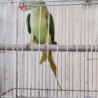 شاه طوطی ماده کینگ سایز(اسکندر)|پرنده|قم, نخودی|دیوار