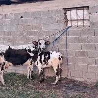 گاو دورگ محلی حامله همراه گوساله نر دورگ سیاه سفید|حیوانات مزرعه|ماسال, |دیوار