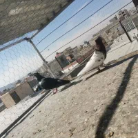 رنگی پرشی|پرنده|شیروان (خراسان), |دیوار