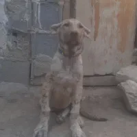 توله سرابی|سگ|شهرکرد, |دیوار
