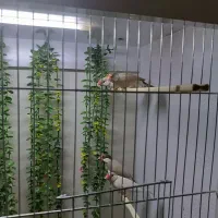 فنچ نرگسی|پرنده|کرج, شهرک جهان‌نما|دیوار