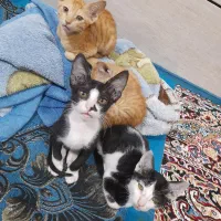 واگذاری گربه یک دونه ماده و سه تا نر آرام و سالم|گربه|بهبهان, |دیوار