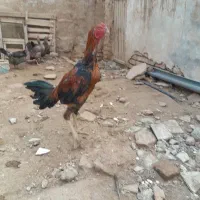 خروس لاری