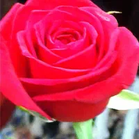 قبول وکالت در امور حقوقی و کیفری