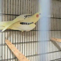 طوطی عروس دوکت از نژادهای خاص و فوق‌العاده زیبا