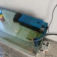 اکواریوم|ماهی|سقز, |دیوار