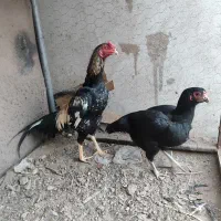 واگذاری دوتا خروس