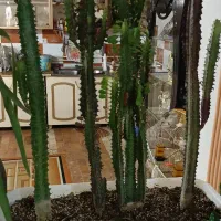 گل های زیبا|گل و گیاه طبیعی|چناران, |دیوار