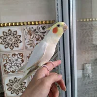 عروس هلندی لوتینو نر سخنگو