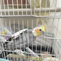 ۴ عدد عروس هلندی