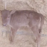 گوساله|حیوانات مزرعه|چگنی, |دیوار